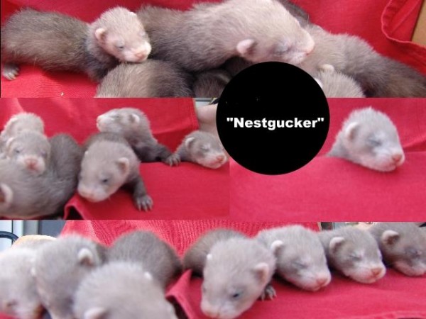 Nestgucker