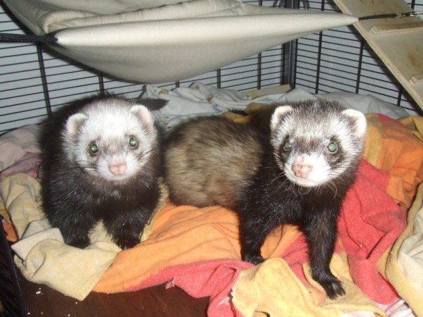 Links Doug, rechts Leira